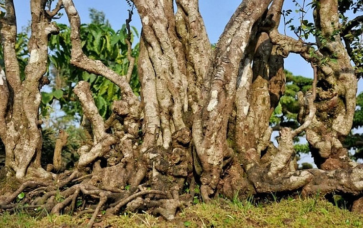 Cây có chiều cao gần 3m, toàn thân phủ mốc trắng, rêu phong. Ảnh: Thuonghieusanpham