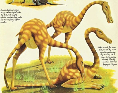 Tên khoa học của quái thú này là Anabracchium struthioforme, thuộc bộ đà điểu nhưng to lớn hơn rất nhiều. Con vật khổng lồ ăn cỏ, sống ở đồng cổ bao la ở Nam Mỹ. Chân của loài này rất dài, cổ dài giúp chúng giữ cân bằng duy trì trung tâm trọng lực ở thân.