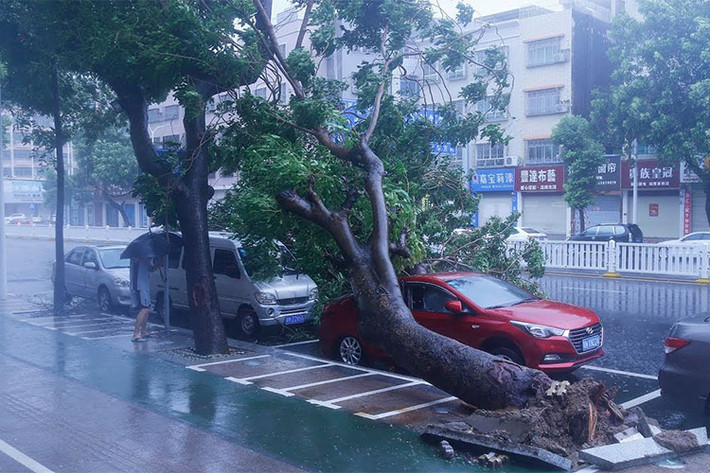 La liệt các ôtô bị cây xanh đè lên sau khi bão Mangkhut hoành hành.