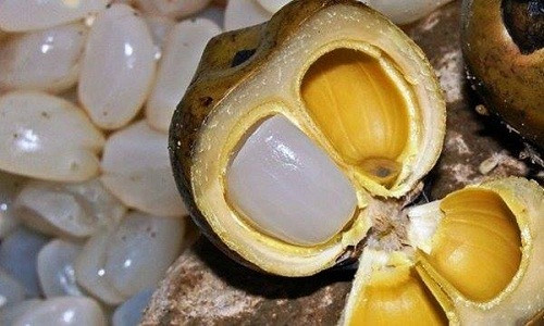 Quả đác kết thành từng buồng lớn. Mỗi quả có 3 - 4 hạt. Ảnh: Cleverfood.