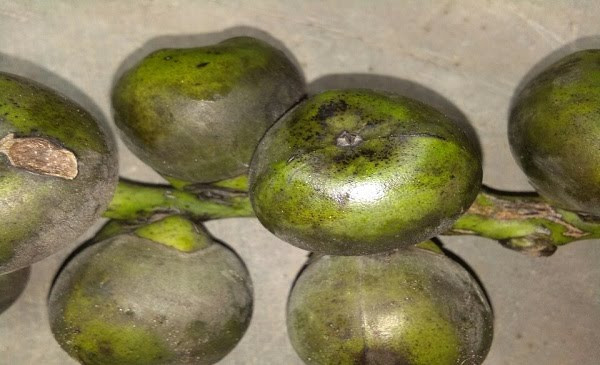 Hạt đác được lấy từ quả đác, một loại quả giống như quả dừa nhưng bé hơn. Ảnh: Hạt đác tươi Nha Trang.
