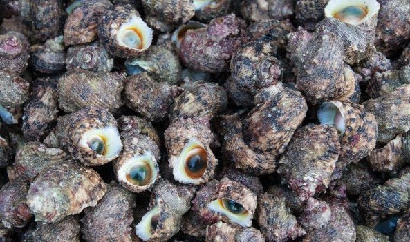 Đảo Lý Sơn (Quảng Ngãi) nổi tiếng với đặc sản ốc cừ. Du khách đến đây đều thích thú với đặc sản này nhưng ít ai biết đằng sau những con ốc ấy là cả một cuộc mưu sinh đầy gian khó. Ảnh: Vnntimes.