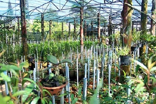 Đây chính là cánh cổng để đi vào khu biệt thự gia đình Lâm Chi Khanhvườn rộng 5.000 m2.