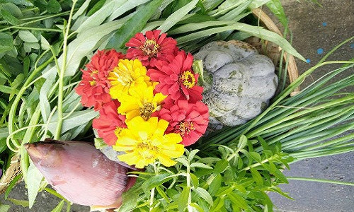 Chia sẻ lý do trồng rau quả Việt sạch, chị Thanh Hương cho biết: “Ngày đầu mới qua Đài, mình nhớ nhà rất nhiều. Do đó, mình quyết định trồng vài luống rau cỏ để khuây khỏa nỗi nhớ quê hương.