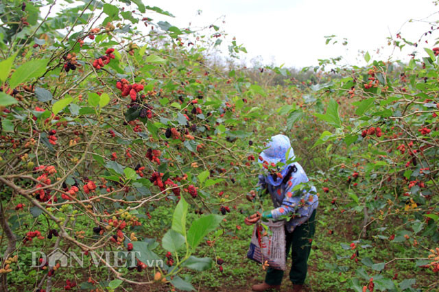 Mãi đến năm 2008, ông thấy quả dâu trong vườn khá nhiều nên hái ngâm rượu. Không ngờ, rượu rất ngon và được mọi người tấm tắc khen.