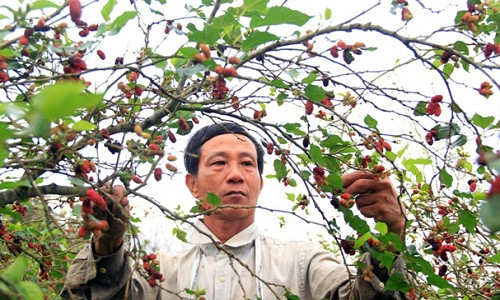 Vườn dâu tằm của ông Trần Văn Quốc (59 tuổi, thôn Tân Phú, Cam Thành, Cam Lộ, Quảng Trị) nằm trên triền dốc đất đỏ ba zan màu mỡ. 2.000 gốc dâu tằm cao quá đầu người của ông Quốc mỗi năm thu hái được 6 tấn quả, bán khoảng 300 triệu đồng, tính bình quân 50.000 đồng/kg quả tươi.