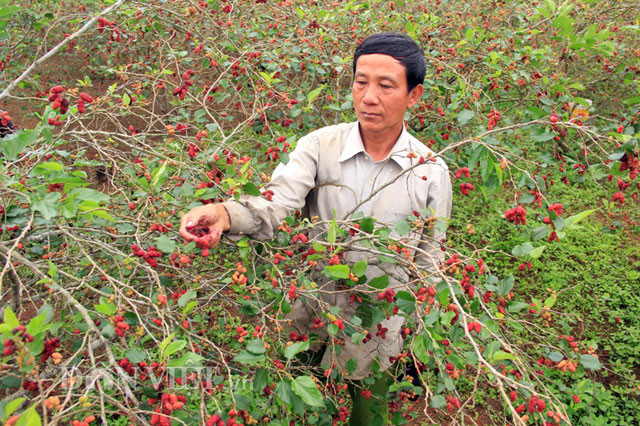 Giữ vững lập trường, ông Quốc tiếp tục trồng dâu. Từ 0,6 ha năm 2008, đến nay ông Quốc đã trồng được 2 ha và dự kiến đến năm 2019 sẽ có 4 ha dâu. Vụ chính thu hoạch dâu từ giữa tháng 2 đến đầu tháng 4. Vụ trái từ giữa tháng 11 đến hết tháng 12.