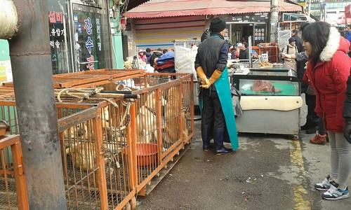 Moran được coi là chợ thịt chó lớn nhất Hàn Quốc bởi mỗi năm chợ tiêu thụ khoảng 80.000 chú chó, chiếm 1/3 lượng thịt chó được bán ra của cả nước. Ảnh: KoreanDogs.