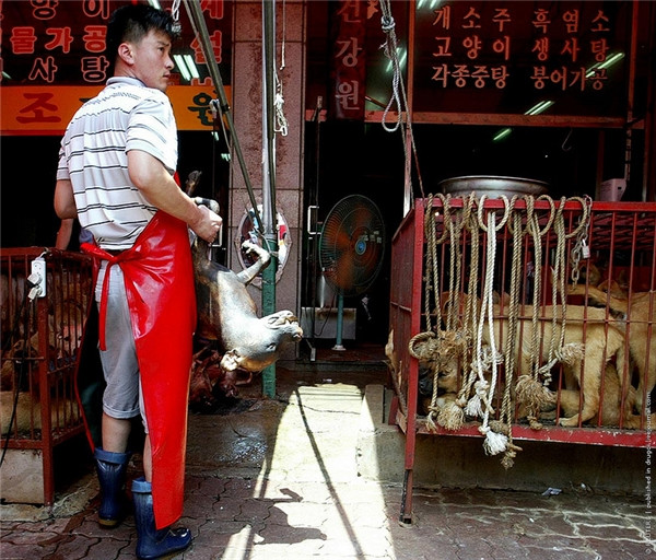 Chợ thịt chó được thành lập từ thập niên 1960. Ảnh: Prinest.