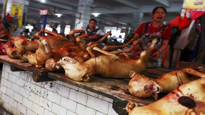 Trong khi đó vẫn còn 7 gian hàng kiên quyết không ngưng việc kinh doanh thịt chó vì lo sợ mất nguồn sống. Ảnh: Bintangdolar.