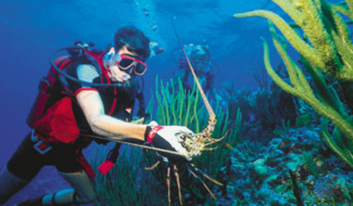 Một ngày họ phải lặn tới 12 - 16 lần. Ảnh: Scuba Diving.