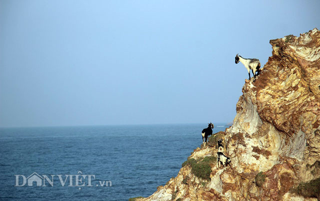Hiện nay, nông dân Nguyễn Ngọc Ẩn (trú phường Nhơn Hòa, TX.An Nhơn, Bình Định) đang nuôi khoảng 50 con dê theo hình thức chăn thả quảng canh để hạn chế chi phí về thức ăn.