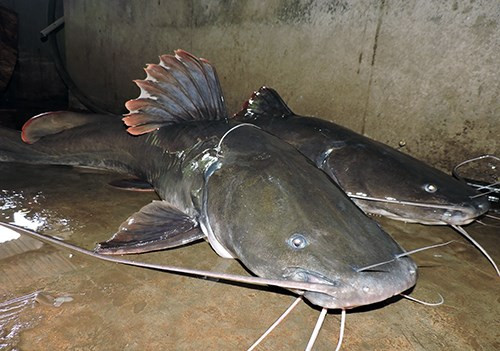 Những con cá lăng khổng lồ có giá từ 500.000 đồng đến hàng triệu đồng/kg cũng là đặc sản được ưa thích trên bàn nhậu. Ảnh: Tiền phong.