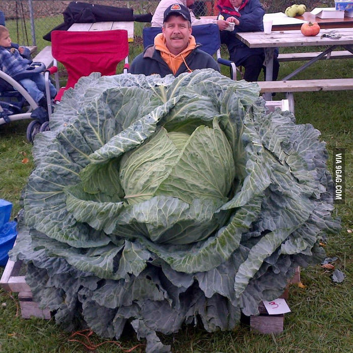 Bắp cải khủng được trồng thành công ở Canada. Ảnh: 9gag.