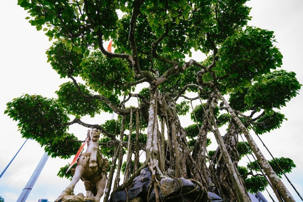 Đặc biệt, có thông tin một nhà sưu tầm người Nhật từng định giá chậu cảnh này với con số khổng lồ hơn 20 triệu USD, tương đương với hơn 460 tỷ đồng (theo tỷ giá tại thời điểm đó). Ảnh: Internet