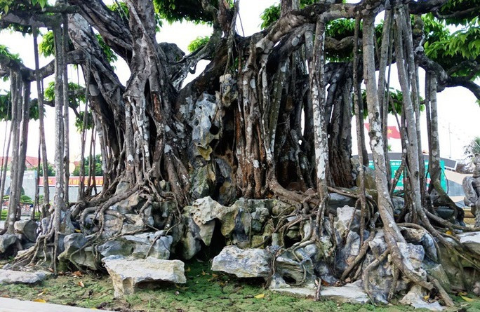 Thân cây ôm chặt phiến đá trông rất cổ kính. Ảnh: Nlđ
