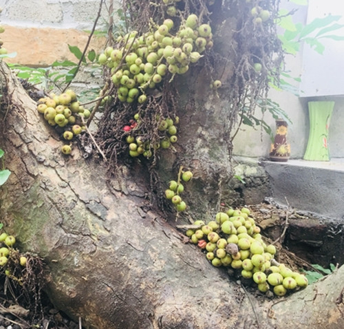Quả sung thường mọc thành chùm trên cành nhỏ, mọc thành cặp màu xanh. Khi chín, quả sung có màu cam ánh đỏ. Ảnh: Dân Việt
