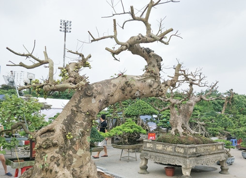 Đáng chú ý, có những cây sung cổ thụ hàng trăm năm tuổi, giá trị từ vài trăm triệu đồng đến hàng tỷ đồng. Ảnh: Dân Việt