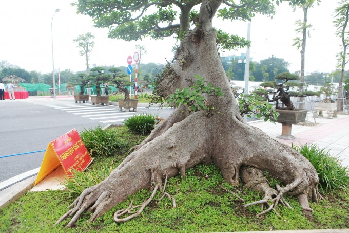 Gốc cây có nhiều rễ lớn nổi trên mặt đất, trên rễ lớn có nhiều rễ nhỏ, màu bệ rễ như đá đã hóa thạch đẹp mắt. Ảnh: Công Luận