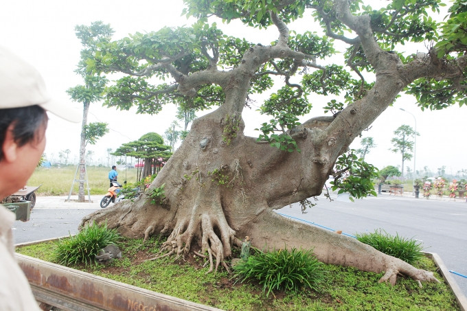 Cây sung gần 100 năm của anh Đặng Phùng Hiệp (Long Biên) từng khiến mọi người choáng ngợp bởi thể "khủng" cao khoảng 2m, đường kính bệ rễ khoảng 3m. Ảnh: Công Luận
