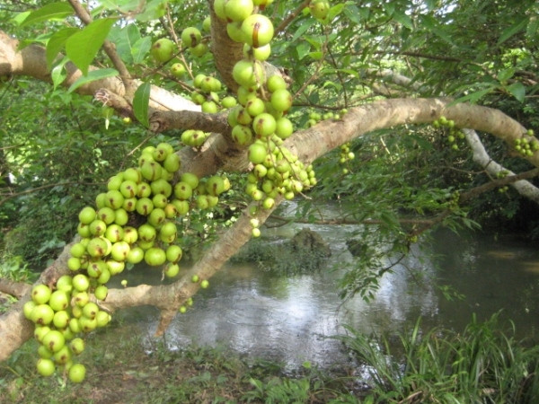 Cây sung thường mọc hoang dại ở các vùng nhiệt đới và cận nhiệt đới, nơi đất ẩm, bìa rừng, nhiều nhất là bờ nước, ao hồ, sông, suối...Ảnh: Cây hoa cảnh Việt