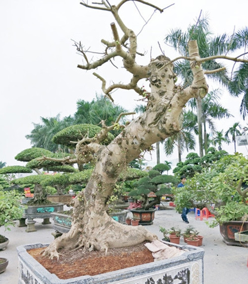 Tác phẩm sung kiểng có dáng thế "cực dị" của một chủ vườn cây kiểng ở Hưng Yên. Ảnh: Dân Việt