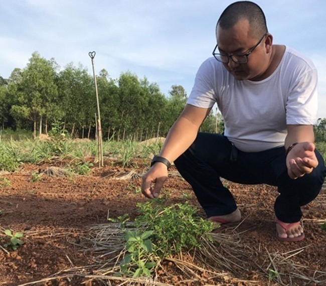 Nhưng hiện nay, loại cây này dần bị thu hẹp, rất khó tìm thấy trong tự nhiên. Nhận thấy tiềm năng của loại cây này, một số người mở rộng quy mô trồng để bán ra thị trường. Ảnh: Dân Việt
