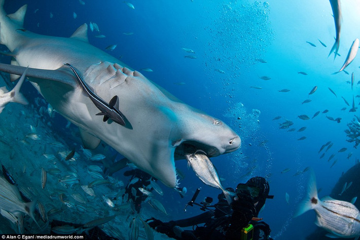 Các thợ lặn cho một con cá mập ăn ngoài khơi bãi biển Tiger ở Bahamas.