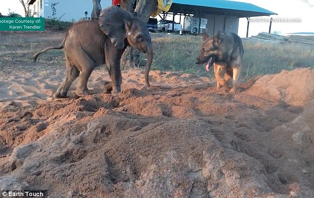 Trong quá trình được chăm sóc phục hồi tại trung tâm, Ellie đã kết bạn với chú chó tên Duma.