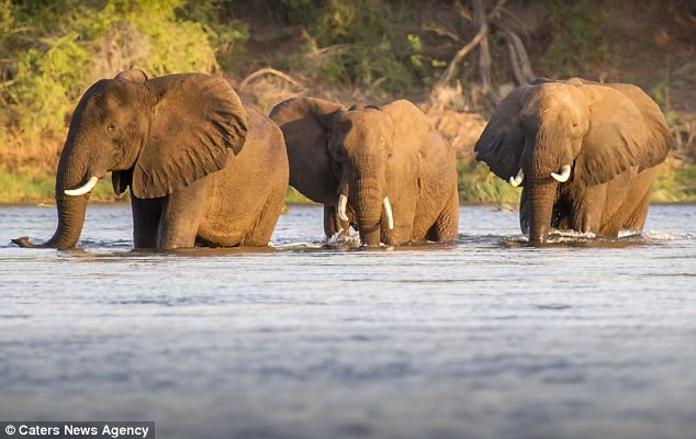 Đàn voi bắt đầu vượt qua sông Zambezi để sang khu trồng chuối ở bên kia bờ nhưng không ngờ phải đối mặt những con hà mã hung dữ.