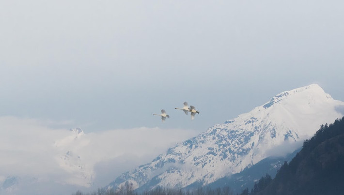 Đàn chim thiên nga di cư bay qua núi Meager, Pemberton Meadows, British Columbia, Canada. (Nguồn Guardian)