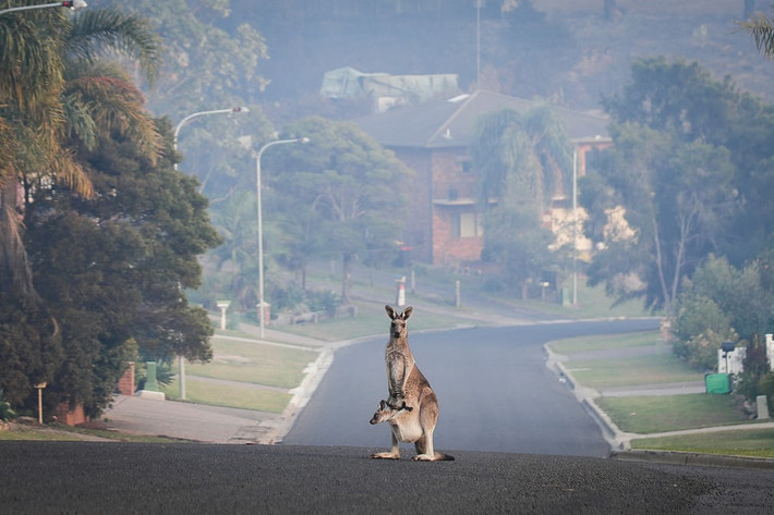 Kangaroo chạy ra giữa đường phố để tránh đám cháy rừng ở Tathra, bang New South Wales, Australia. (Nguồn Guardian)