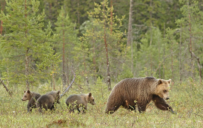 Gia đình gấu nâu Scandinavia đi lang thang trong rừng ở Thụy Điển. (Nguồn Guardian)