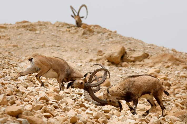 Dê núi quyết chiến tranh giành bạn tình trong khu bảo tồn thiên nhiên Ein Gedi gần biển Đỏ, Israel. (Nguồn Guardian)