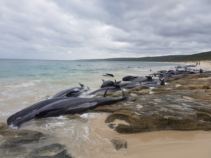 Cá voi mắc cạn tại vịnh Hamelin ở Australia. (Nguồn Guardian)