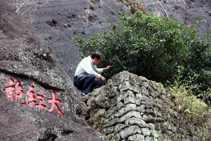 Theo các chuyên gia về trà ở vùng núi Vũ Di, Trà Đại Hồng Bào gốc quá đắt vì hiện nay chỉ còn lại vài cây trà cổ. Ảnh: whatsonxiamen.com
