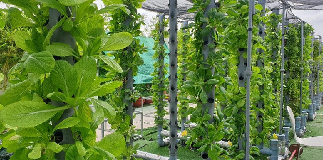 Trên sân thượng tòa nhà rộng hơn 2.000 m2, anh Hòa xây dựng vườn rau theo phương pháp khí canh trụ đứng dinh dưỡng hữu cơ. Ảnh: Dân Việt