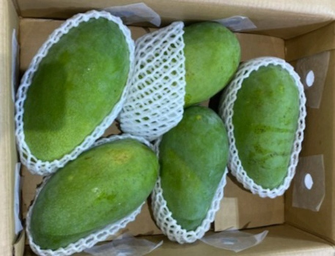Trước đó, xoài xanh Việt Nam được quảng bá tại các cửa hàng, siêu thị khu vực Melbourne, Sydney bán với giá 15-17 AUD/kg (260.000-290.000 đồng/kg). Ảnh: Vietnamnet