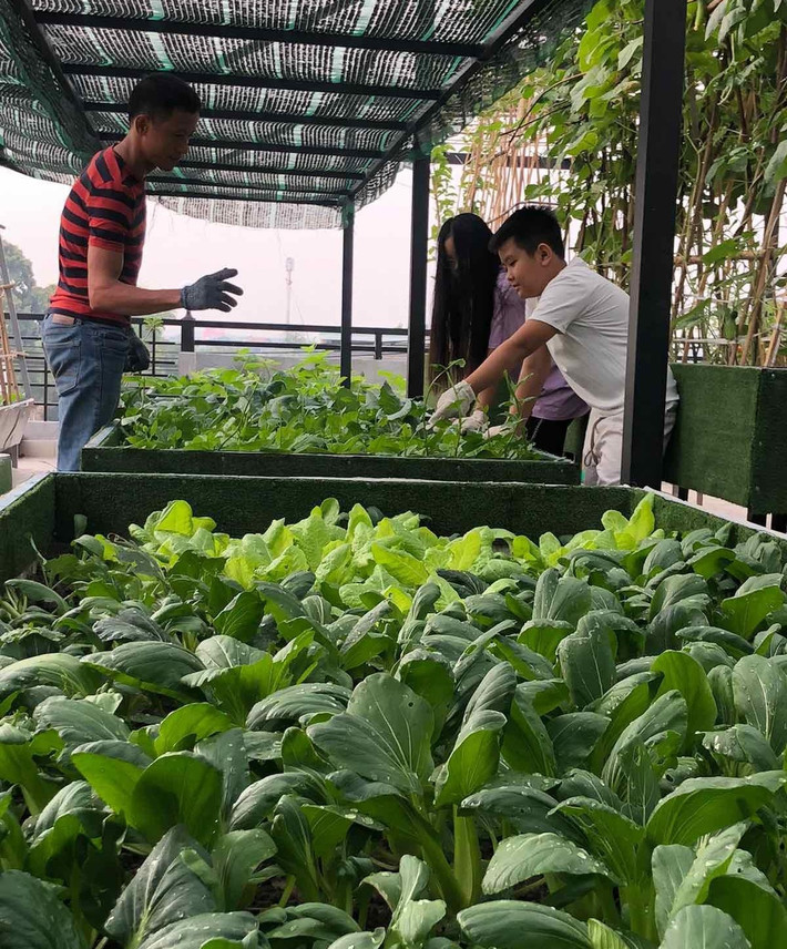 Vườn rau sân thượng nhà anh Huynh có diện tích 100m2, trồng đủ các loại rau, củ, quả phục vụ sinh hoạt hàng ngày của gia đình. Ảnh: Tiền phong
