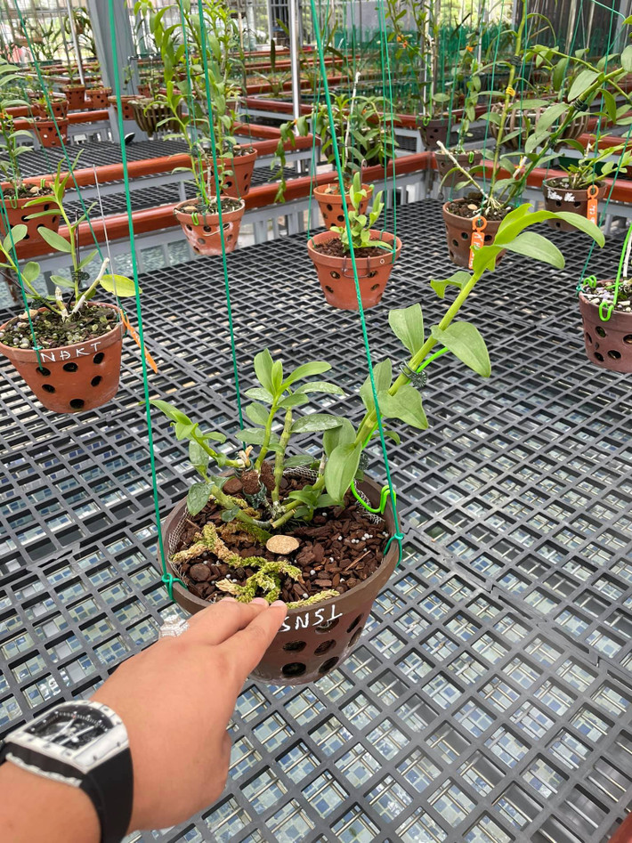 Khu vườn của hai anh em Giang và Thanh tại Đông Triều có rất nhiều giống lan được giới chơi cây cảnh săn lùng như 5 cánh trắng đôi mắt pleiku, 5 cánh trắng kinh bắc, 5 cánh trắng đại cát… Theo cặp anh em này, vườn lan cho thu nhập mỗi năm cả tỷ đồng. Ảnh: Doanhnghieptiepthi
