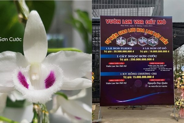 Hai anh em sinh đồi này từng gây bão mạng xã hội vì liên quan thương vụ bán lan đột biến Ngọc Sơn Cước với số tiền 250 tỷ đồng cho một nhà vườn tại Hải Phòng vào tháng 3/2021. Ảnh: Người đưa tin
