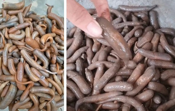 Sá sùng (hay còn gọi sâu đất, sâu cát...) là một loại trùn biển được tìm thấy ở nhiều nơi như biển Quảng Ninh và một số vùng ở miền Tây. Ảnh: Tiktok