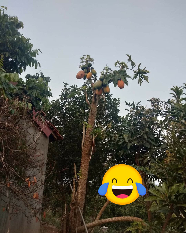 Đu đủ chín mà chưa biết hái bằng cách nào. Ảnh: Doanh nghiệp & Tiếp thị