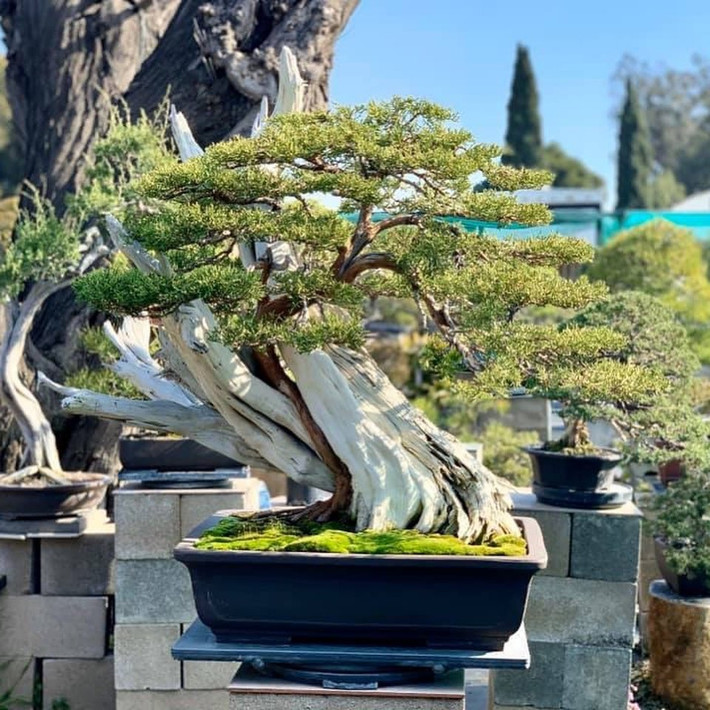 Vườn bonsai được Bằng Kiều bố trí hệ thống tưới cây tự động. Ảnh: FBNV