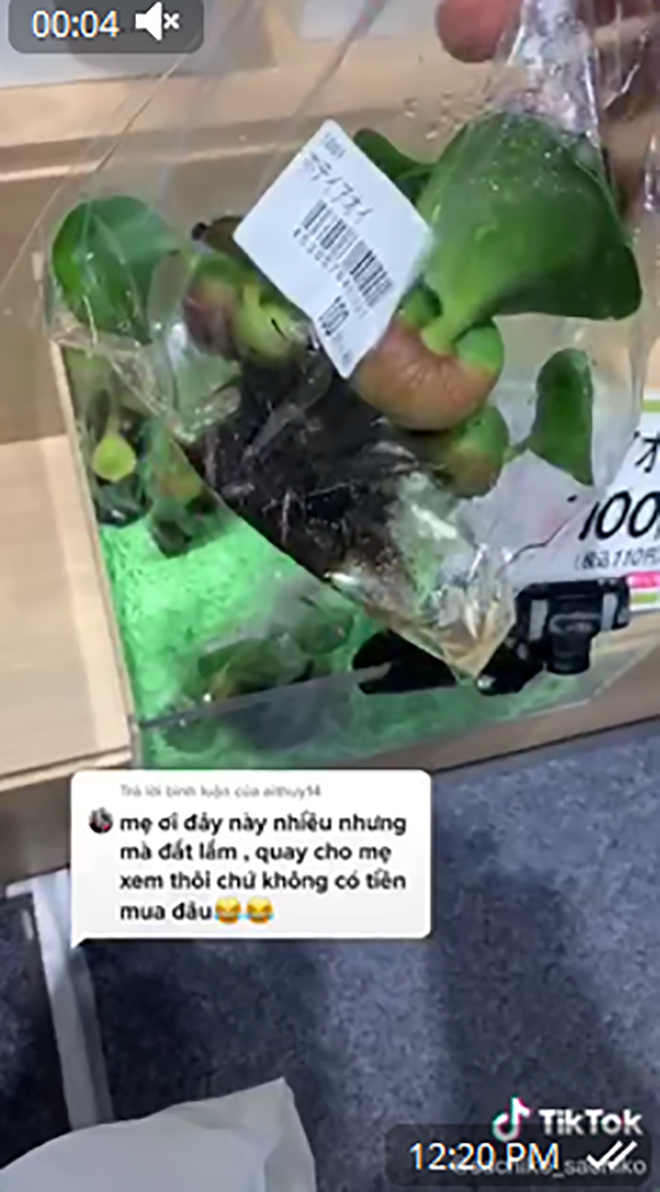 Ở Việt Nam, bèo tây hay bèo cái mọc đầy ao hồ. Hầu hết người dân các cùng vùng quê vớt về cho lợn, gà và vịt ăn. Thế nhưng ở Nhật Bản, bèo được đóng túi bán với giá khoảng 21.000 đồng/cây nhỏ xíu. Ảnh: Tiktok.