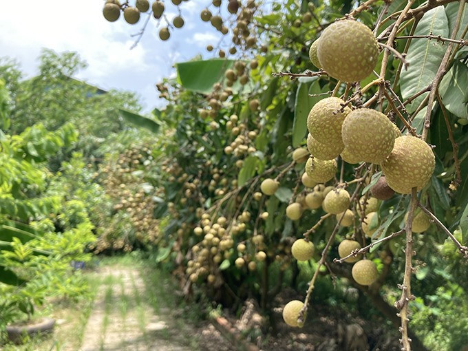 Vườn nhãn rộng và sai trĩu quả. Ảnh: Lao động