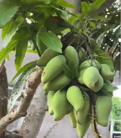 Bên dưới phần bình luận, nhiều người khẳng định rằng chùm quả này bị "đột biến", thậm chí có người còn định giá cây xoài này lên tới 5 tỷ. Ảnh: TikTok