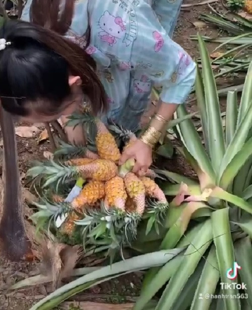 Có người trả 7 tỷ, 8 tỷ, 10 tỷ, thậm chí có người trả đến 20 tỷ cho loại quả đột biến này. Ảnh: TikTok @hanhtran563