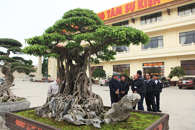 Năm 2010, trong dịp Đại lễ 1.000 năm Thăng Long – Hà Nội, cây được giới chuyên môn xếp vào “tứ kỳ mộc” của đất ngàn năm văn vật. Ảnh: Dân Việt