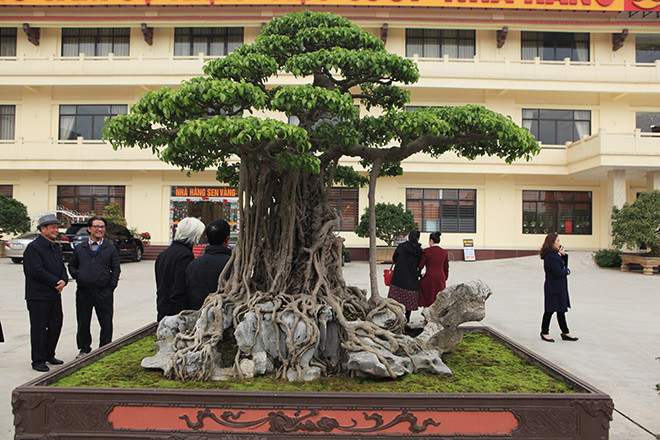 Năm 2008, ấn tượng với dáng vẻ độc đáo, “xuất thần” của siêu cây “mâm xôi con gà”, ông Nguyễn Nam Thành quyết định bỏ tiền để mua đứt. Lúc đó, theo nhiều tay chơi cây cảnh, cây "mâm xôi con gà” có giá vào khoảng 6 tỷ đồng, tương đương một chiếc Rolls Royce. Ảnh: Dân Việt